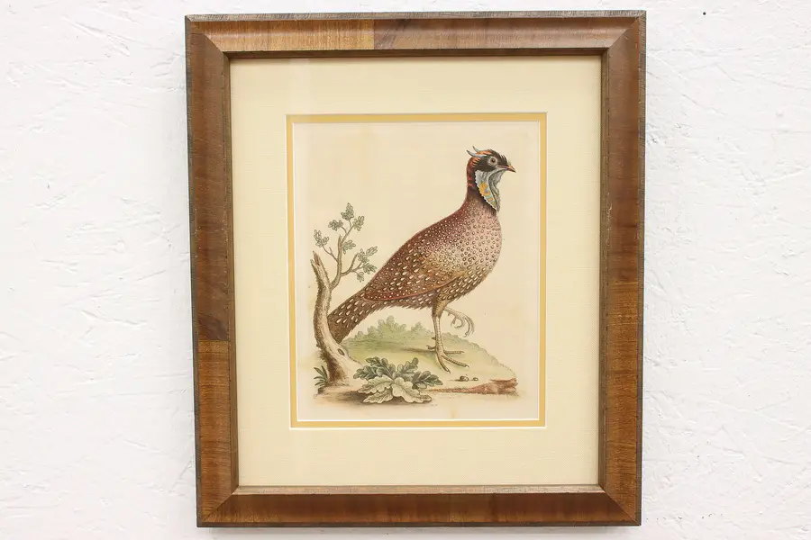 Photo of English Watercolor Painting of a Pheasant George Edwards 1749, 17.5"