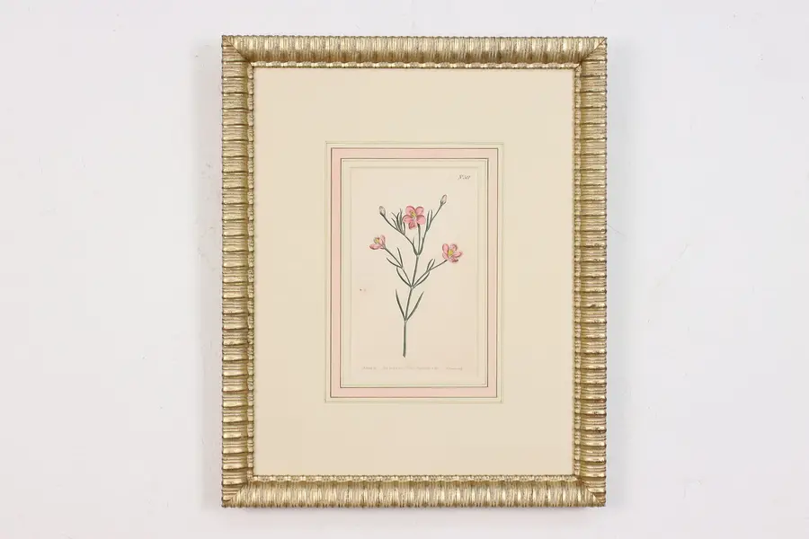 Photo of Engraved & Colored Antique Botanical Print, Edwards 18"