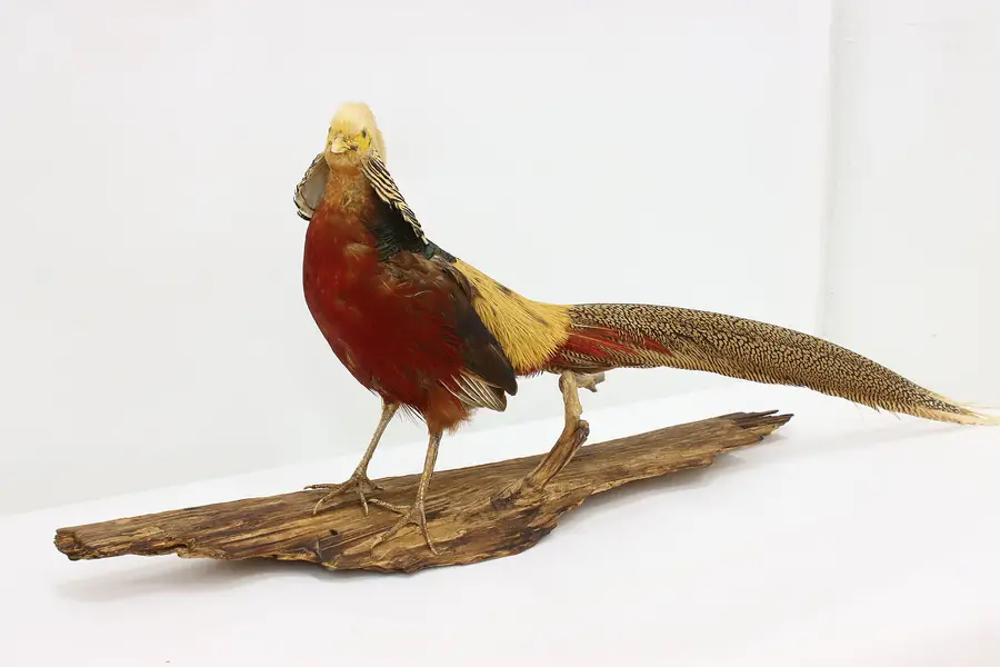 Photo of Farmhouse Vintage Mounted Golden Pheasant on Drift Wood