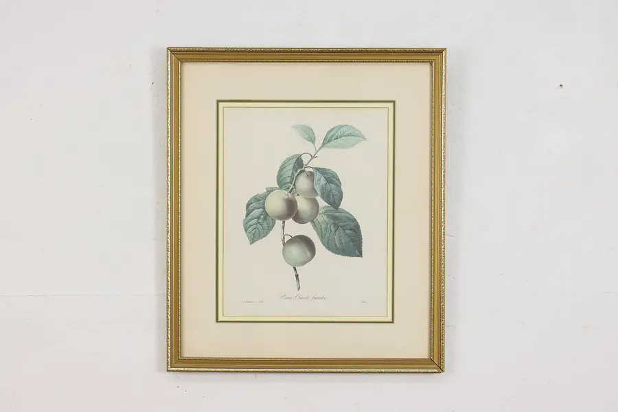 Photo of Reine-Claude Plum Antique Botanical Print, Redoute 18.5"