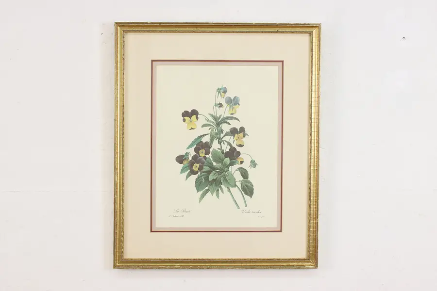 Photo of Wild Pansy Flower Antique Botanical Print, Redoute 18.5"