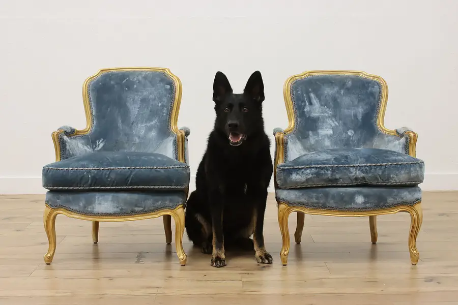 Photo of Pair of French Vintage Gilt & Velvet Parlor Accent Chairs