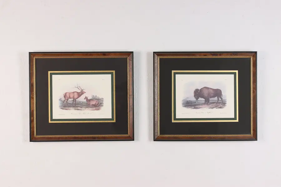 Photo of Pair of Elk & Bison Lithograph Prints after Audubon 18"