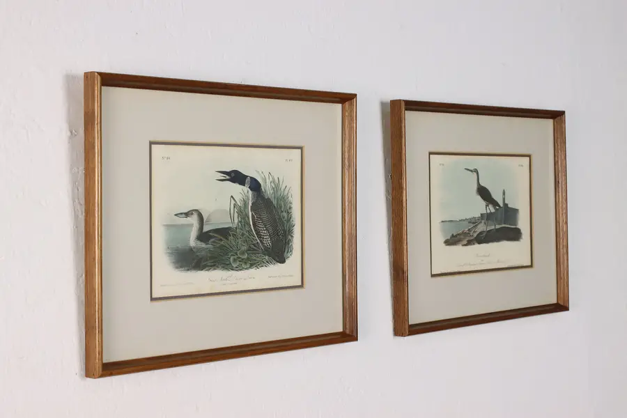 Photo of Pair of Bird Lithograph Prints after Audubon 15"