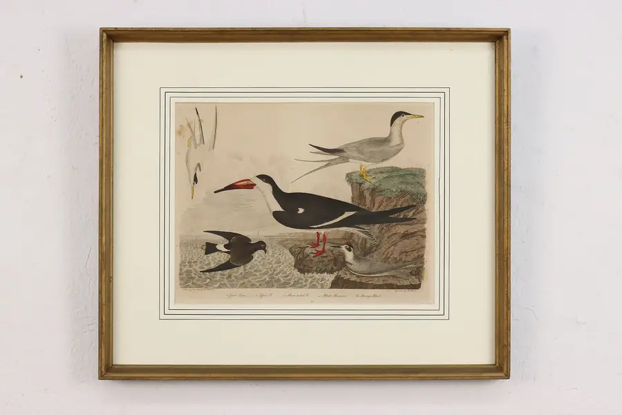 Photo of Seabirds Antique Hand Colored Engraving after Wilson 21.5"