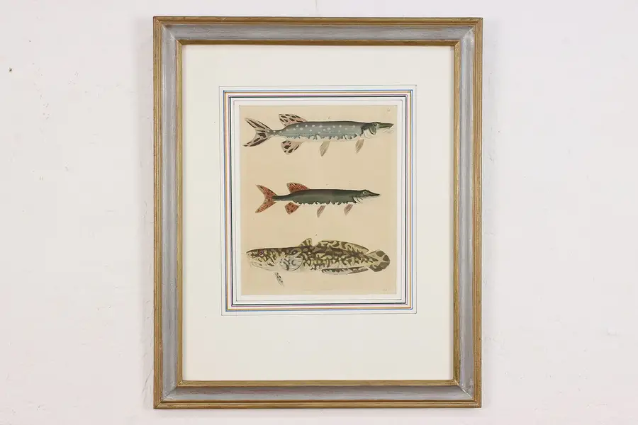 Photo of Lake Fish Antique Hand Colored German Engraving Schach 19"
