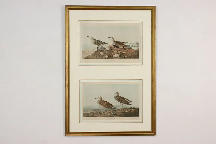 Photo of Sandpiper Birds Antique Lithograph Prints after Audubon 42"