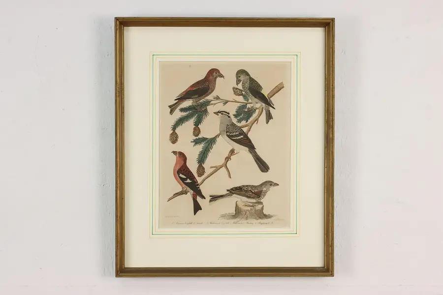 Photo of American Birds Antique Hand Colored Engraving Wilson 21"