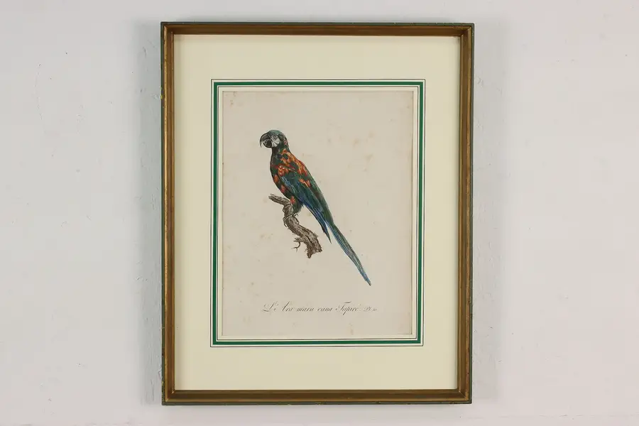 Photo of Parrot Antique Hand Colored Engraving after Barraband 21.5"