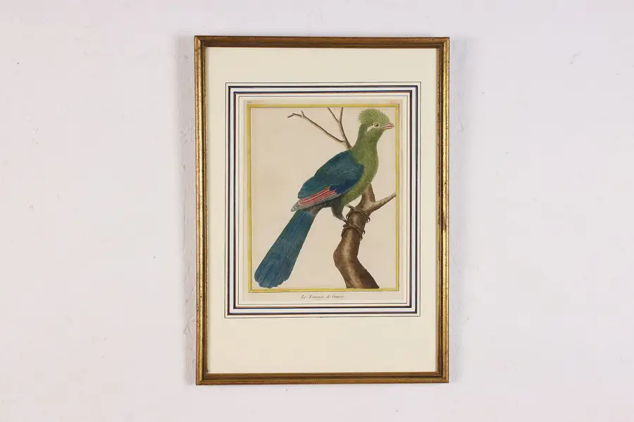 Photo of French Antique Hand Colored Bird Engraving Martinet 16.5"
