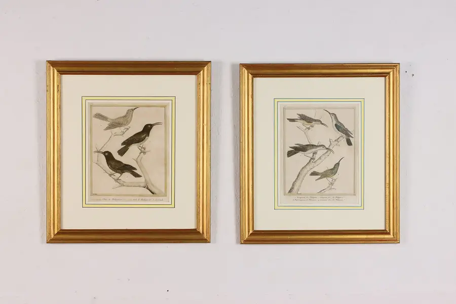 Photo of Pair of French Antique Exotic Bird Engravings Martinet 17.5"