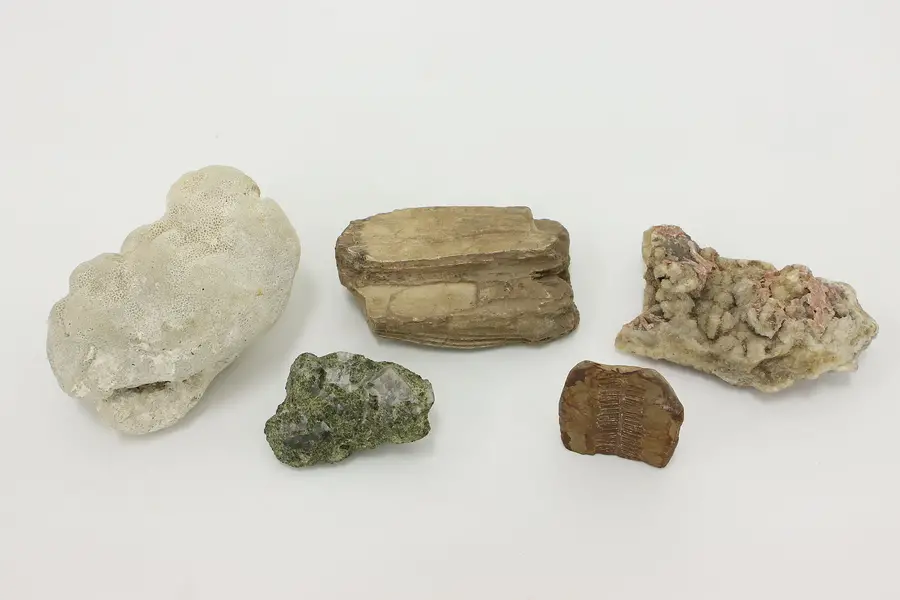 Photo of Set of 5 Assorted Stone Fossil & Quartz Collection