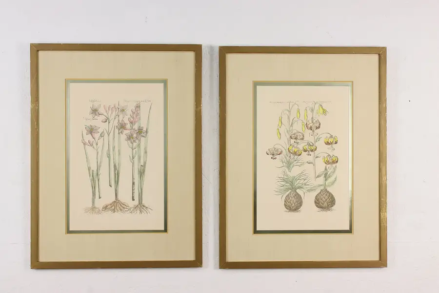 Photo of Pair of Antique Botanical Hand Colored Flower Prints 25.5"