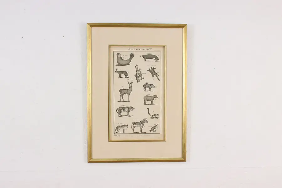 Photo of Quadruped Animals Antique English Etching Print Hogg 22.5"