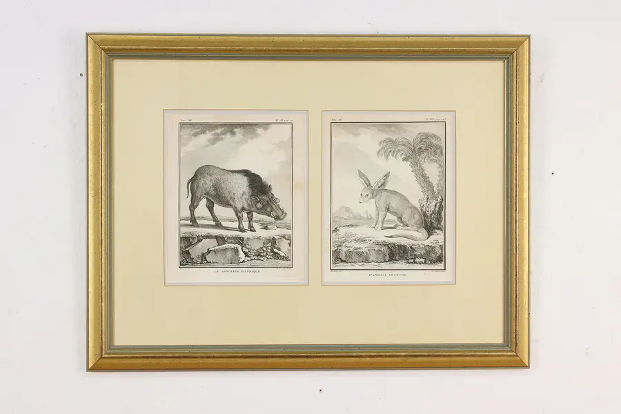 Photo of Engraving 1700s French African Warthog, Anonymous Animal 23"