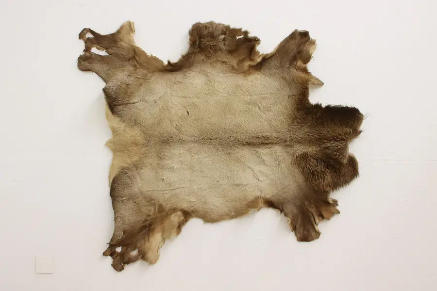 Photo of Farmhouse Vintage 6' Tanned Elk Hide Wall Mount or Rug