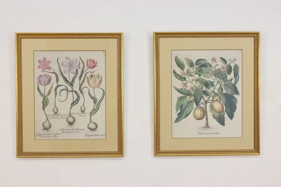 Photo of Pair of Antique Tulip & Eggplant Prints after Besler 25"