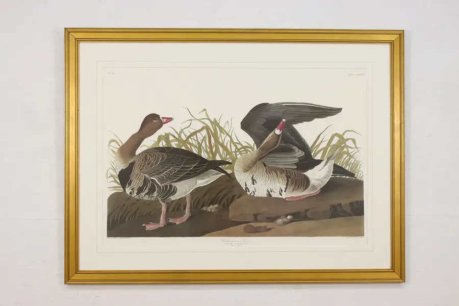 Photo of White Fronted Goose Antique Lithograph after Audubon 48"