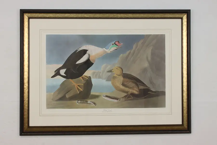 Photo of King Duck Bird Antique Lithograph after Audubon 50"