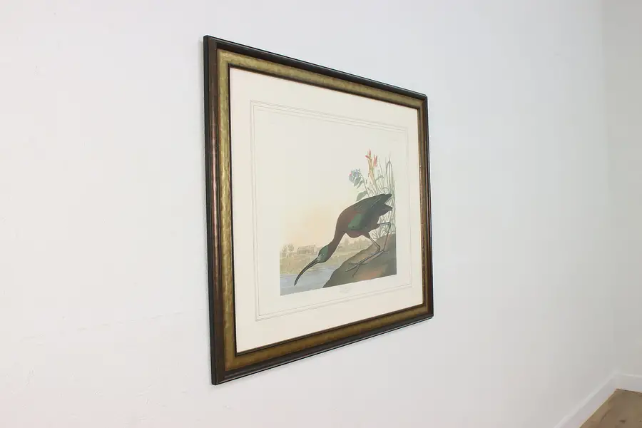 Photo of Glossy Ibis Bird Antique Lithograph after Audubon 42"