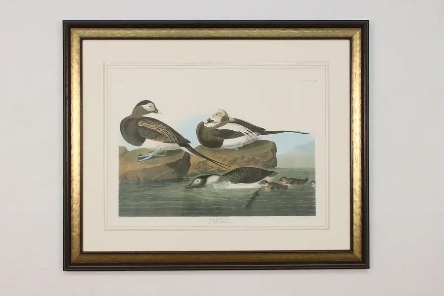 Photo of Long Tailed Duck Bird Antique Lithograph after Audubon 43"