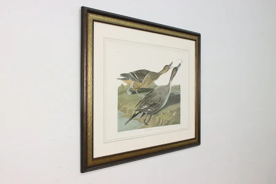 Photo of Pintail Ducks Antique Lithograph after Audubon 43.5"