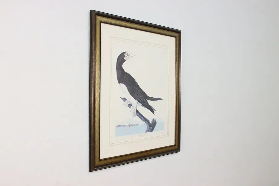 Photo of Booby Gannet Bird Antique Lithograph after Audubon 39.5"