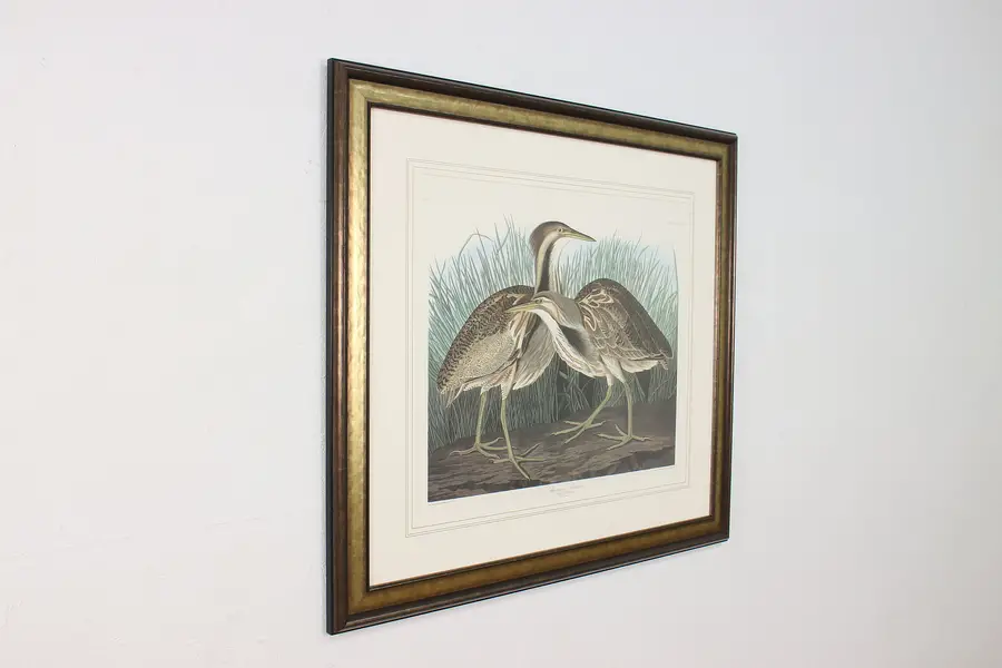 Photo of American Bittern Antique Lithograph after Audubon 41"