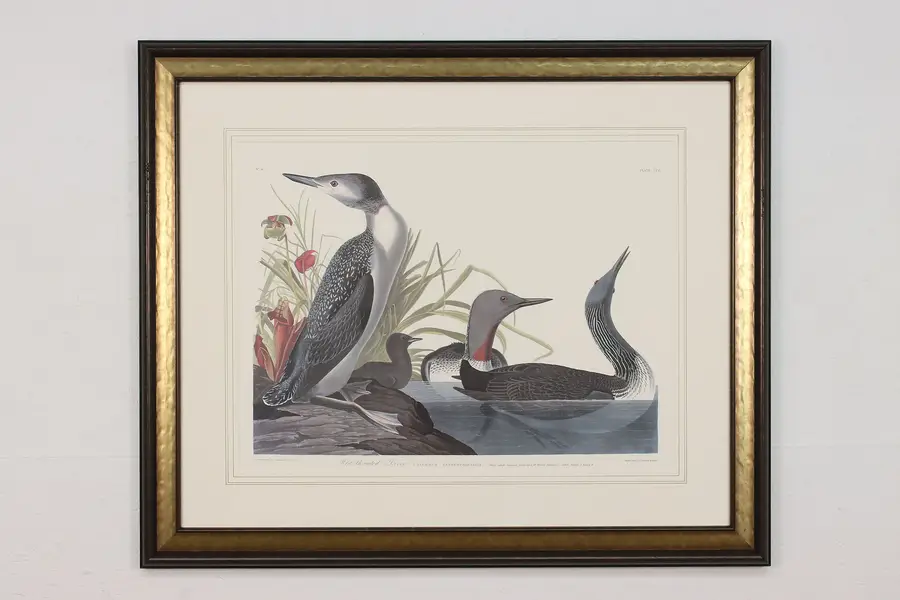 Photo of Red Throated Loon Antique Lithograph after Audubon 42"