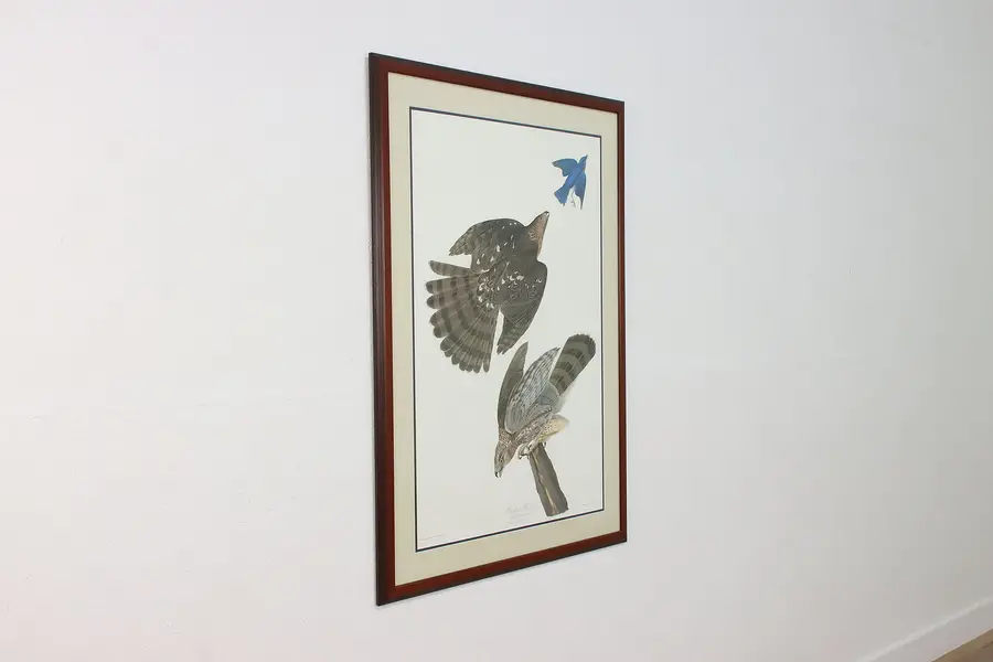 Photo of Hunting Stanley Hawk Antique Lithograph after Audubon 46.5"