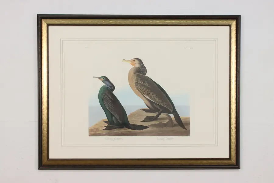 Photo of Cormorant Birds Antique Lithograph after Audubon 50"