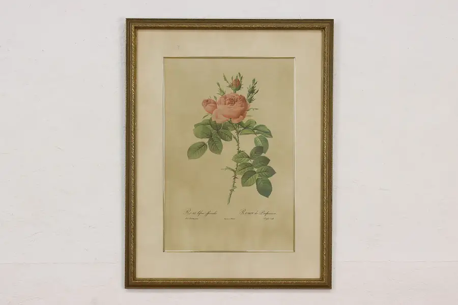 Photo of Pink Rose Antique Botanical Print after Redoute 26"