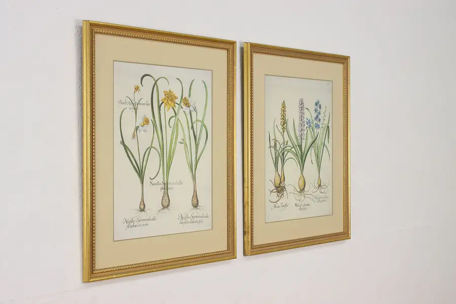 Photo of Pair of Antique Botanical Flower Prints after Besler 25"