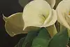Thumbnail image 5