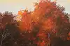 Thumbnail image 8