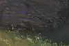 Thumbnail image 10