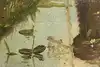 Thumbnail image 9