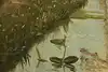 Thumbnail image 8