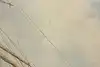 Thumbnail image 11