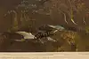 Thumbnail image 14