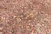 Thumbnail image 15