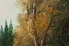 Thumbnail image 10