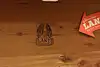 Thumbnail image 14