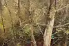Thumbnail image 11