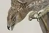 Thumbnail image 6