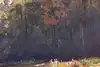 Thumbnail image 9