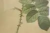 Thumbnail image 6