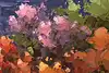 Thumbnail image 12