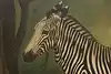 Thumbnail image 7