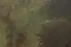 Thumbnail image 8